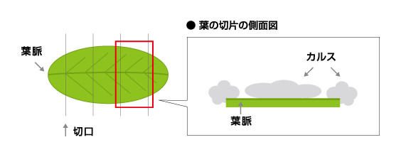 カルス誘導の図