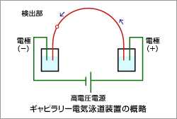 キャピラリー電気泳動装置の概略