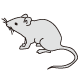マウス