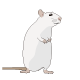 ラット