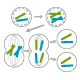 真核生物の体細胞分裂
