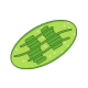 葉緑体