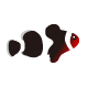 ブラックオセラリス