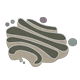 ゴルジ体