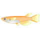 メダカ