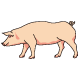 豚
