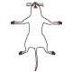 ラット