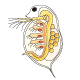 ミジンコ